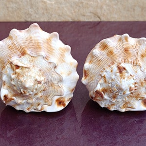 Coppia di bellissime conchiglie di Cassis Cornuta, conchiglie di granchio, enormi conchiglie oceaniche, conchiglie naturali, conchiglie marine, decorazioni per matrimoni