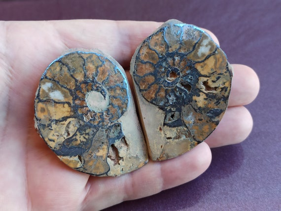 2 Pièces Conque Fossile Ammonite - Spécimens De Fossiles De Madagascar Diamètre 4cm Pour Collection Et Décoration