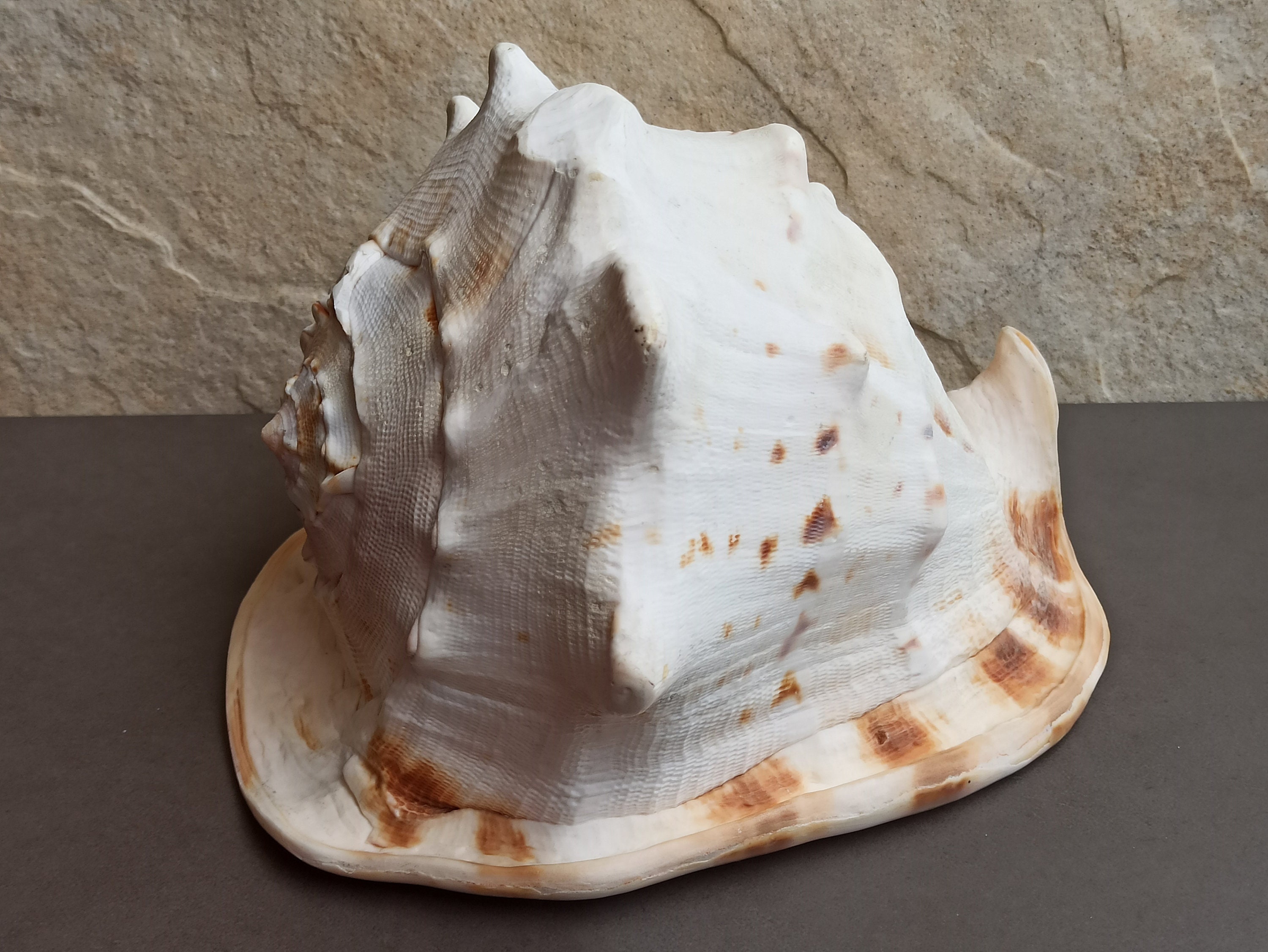 1600gr LARGE Huge Beautiful Shell Big Crab Shell Huge Ocean - Etsy