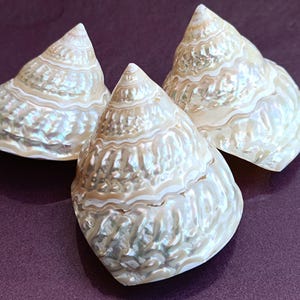 Puede incluir: Tres conchas blancas iridiscentes con forma de cono y patrones intrincados. Las conchas tienen un brillo nacarado y están dispuestas sobre un fondo morado.