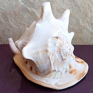 Cassis Cornuta LARGE Schöne Muschel, große Krabbenschale, riesige Ozeanmuschel, natürliche Muscheln, Meeresmuschel, Hochzeitsdekoration