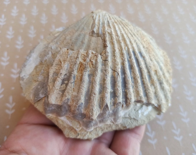 Large Fossil Shell, Ancient Shell, 100 Million Years Old, Fossil Clam ...