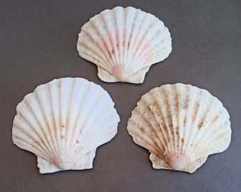 大きな海の貝殻：自然の海の宝、貝殻の装飾（22x13x11 cm） - Etsy 日本