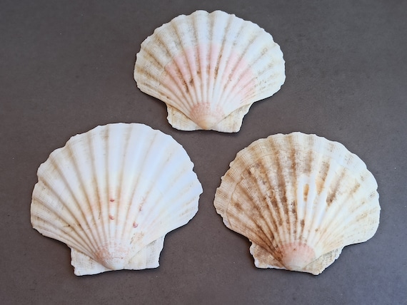 Set of 3 Seashells, Seashells Set, Natural Seashell, Rough Sea