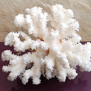 Genuine White Coral, Natural White Coral Sea, Large White Coral Tree, Wedding Decoration, Seashells Decoration, Coral Reef Home Decoration