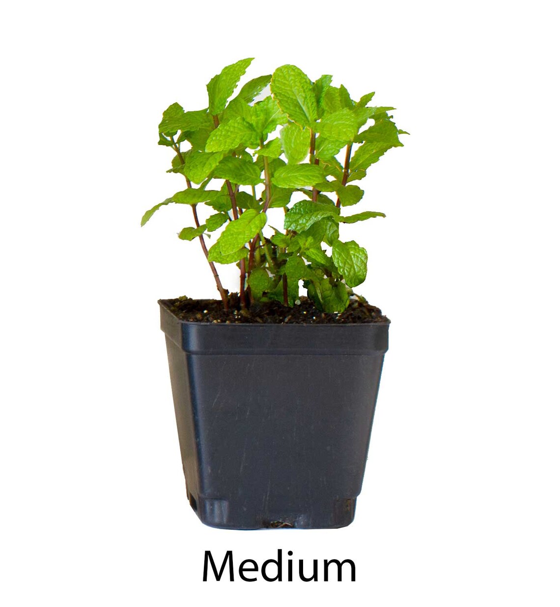 Live Peppermint PlantLive Potted Herbs All Natural Etsy