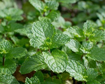 Live Peppermint Plant-Live Potted Herbs - All Natural The Plant size may varies depends on the time of the year shipping inside USA
