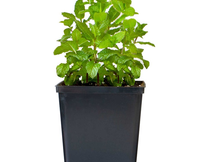 Sold In Set 2  Live Peppermint Plant-Live Potted Herbs - All Natural The Plant size may varies depends on the time of the year made in USA