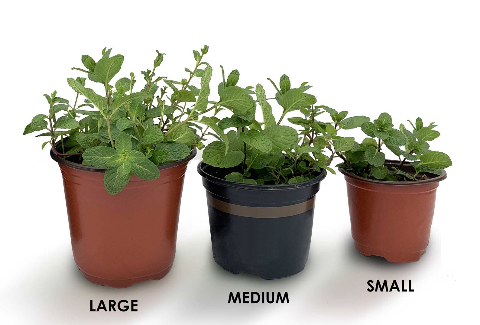 Live Peppermint PlantLive Potted Herbs All Natural Etsy