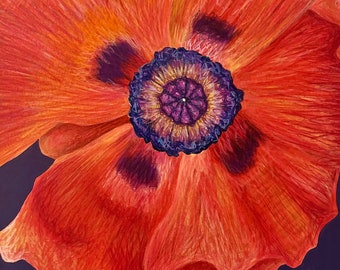 Poppy