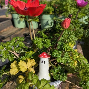 May include: A close-up of a potted plant with striking red anemone flowers and a ceramic mushroom ornament. The plant has lush green and yellow foliage. Other potted plants with colorful flowers are visible in the background, creating a garden scene.