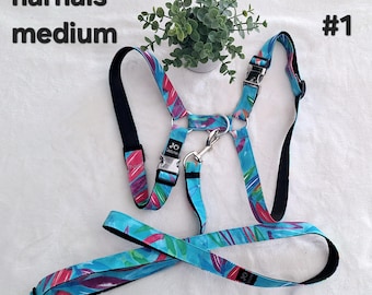 Harness for medium-sized micro-pigs
