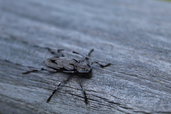 Longhorn Beetle High Resolution Insect Photography - Etsy