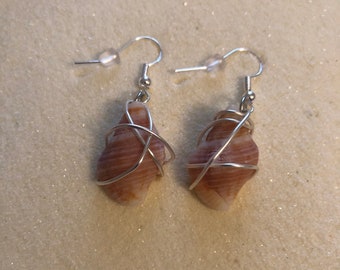 Sea Shell Earrings