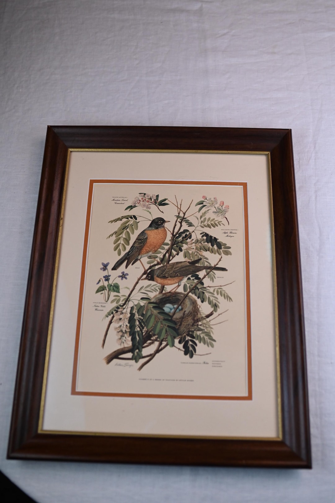 Vintage Robin Bird Picture Arthur Singer Framed Art - Etsy