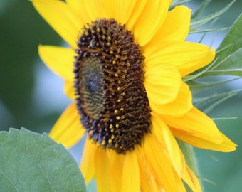 Sunflower Photo Print, Floral Wall Art (Digital Download)