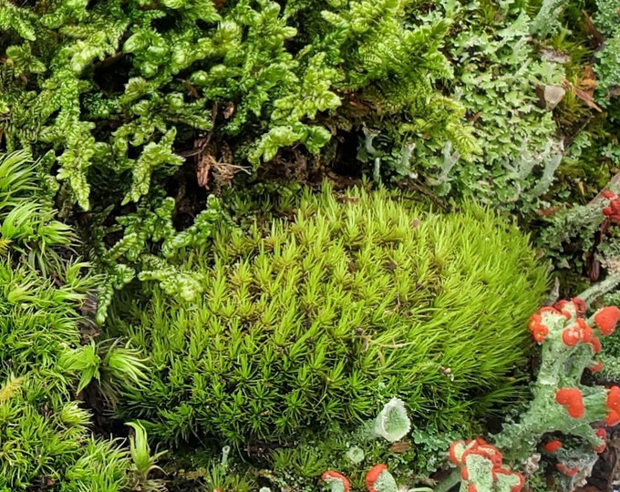 Value Fairy Garden Small Grab Bag Freshest Moss and Lichen for Terrariums Mossarium, Vivarium Shade Gardens 5"×7" Bag Free Shipping
