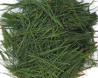 Fresh Maine Eastern White Pine Needles 1lb Ziplock Bag for Teas Recipes Salves Crafts Cleaners Herbal  Soaps Oils Tinctures Free Shipping