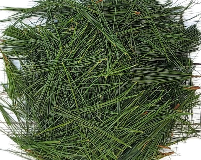 Fresh Eastern White Pine Needles 1 Quart Bag Teas Recipes Salves Crafts Cleaners Herbal  Soaps Oils Tinctures Free Shipping