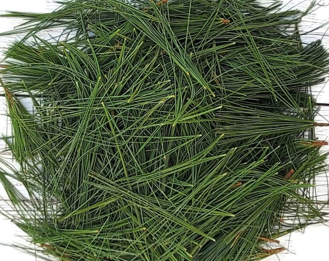 Fresh Eastern White Pine Needles 1 Quart Bag Teas Recipes Salves Crafts Cleaners Herbal  Soaps Oils Tinctures Free Shipping