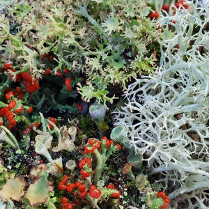Fresh Lichen Assortment for Terraium Miniature Fairy Garden Macro Photography Live Jewelry 4"x6" Bag