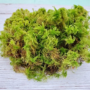 Live Fresh Sphagnum Moss Healthy for Terrariums Orchids Carnivorous House Plants Fairy Garden Vivarium 96 Bag Free Shipping image 2