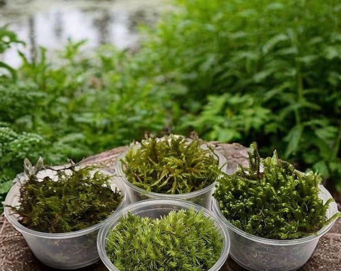 Live Moss Sampler 4 Pack, 2oz Cups Species Random Variety Assortment of Bryophytes for Terrarium Bioactive Vivarium Kokedama Fairy Garden