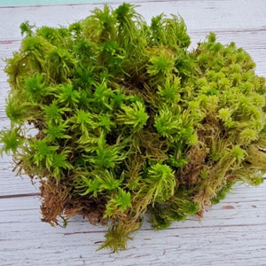 Live Fresh Sphagnum Moss Healthy for Terrariums Orchids Carnivorous House Plants Fairy Garden Vivarium 96 Bag Free Shipping image 7