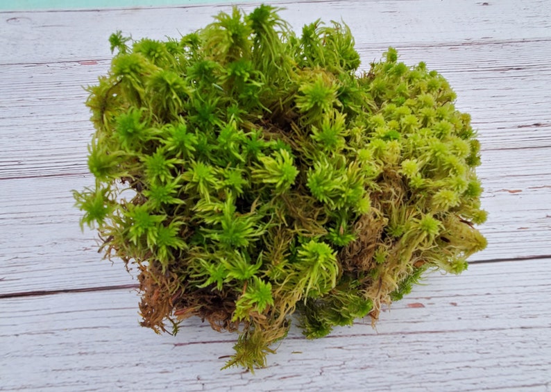 Live Fresh Sphagnum Moss Healthy for Terrariums Orchids Carnivorous House Plants Fairy Garden Vivarium 96 Bag Free Shipping image 7