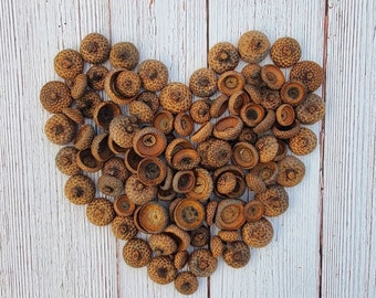 Organic Dried Red Oak Acorn Caps package of 100 for Crafts, Floral Free Shipping