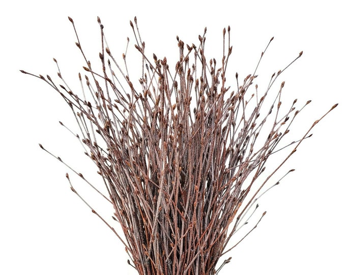 Small Natural Birch Branch Tips 8"-12". Pack of 40 tips for Floral and Craft Application