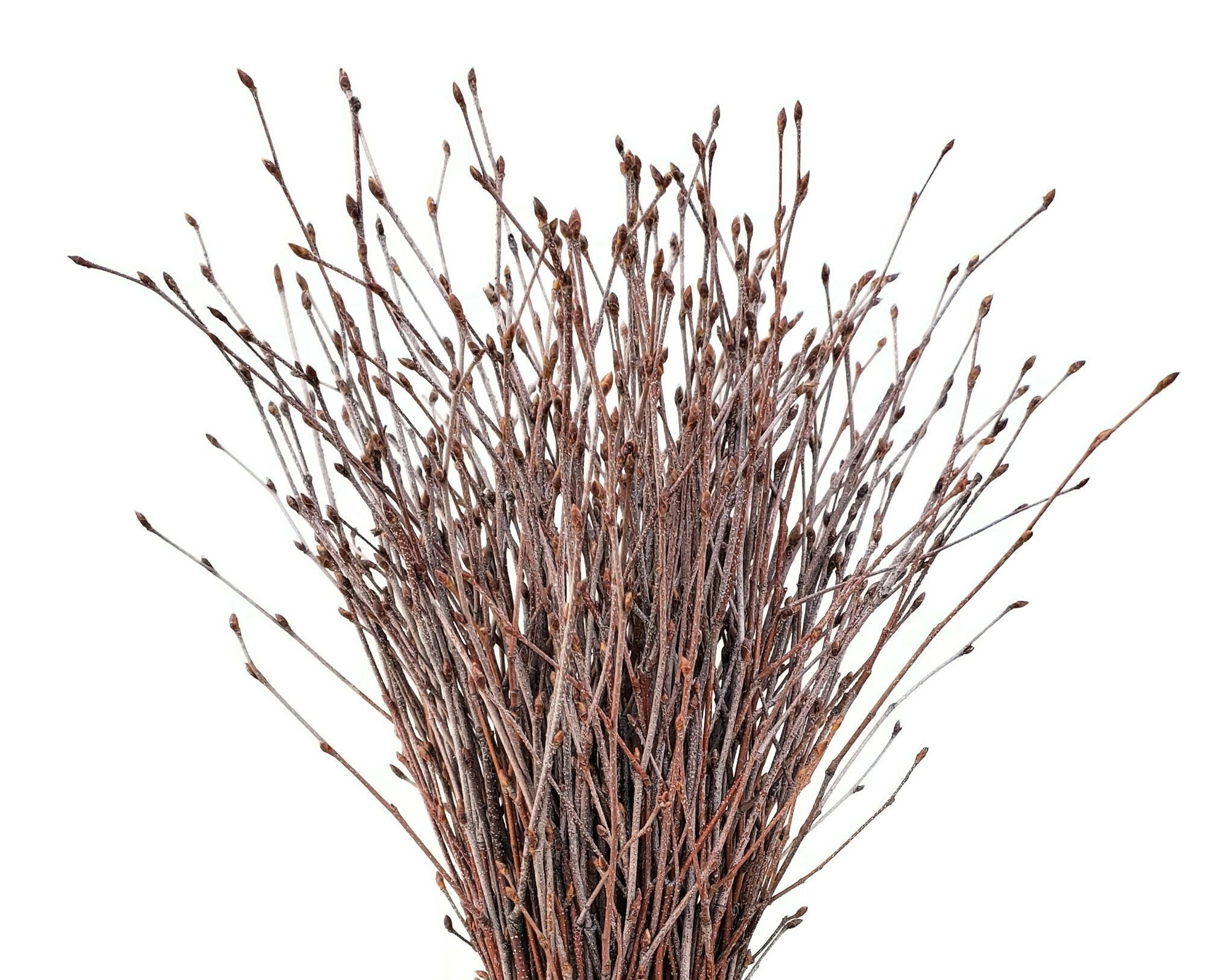 Small Natural Birch Branch Tips 8-12. Pack of 40 tips for Floral and Craft  Application