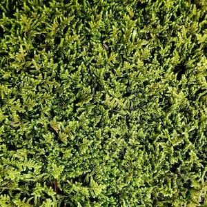 Live Sheet Moss Fresh Green Healthy for Terrariums Houseplants Fairy Garden Succulants Vivarium Hypnum 9&quot;×6&quot; Bag Free Shipping