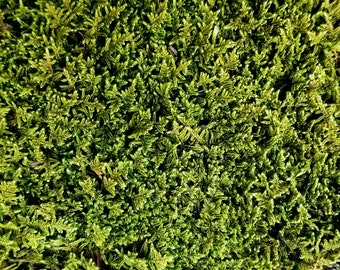 Live Sheet Moss Fresh Green Healthy for Terrariums Houseplants Fairy Garden Succulants Vivarium Hypnum 9"×6" Bag Free Shipping