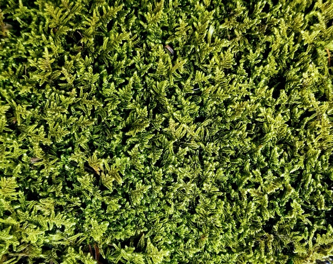 Small Value Live Sheet Moss Fresh Green Healthy for Terrariums Houseplants Fairy Garden Succulants Vivarium Hypnum 5"x7" Bag Free Shipping