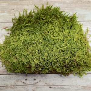 Small Value Live Sheet Moss Fresh Green Healthy for Terrariums Houseplants Fairy Garden Succulants Vivarium Hypnum 5&quot;x7&quot; Bag Free Shipping