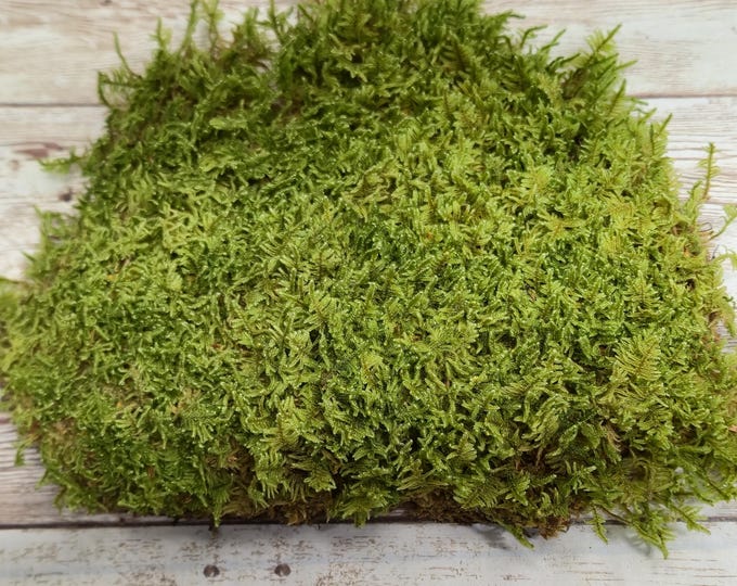 Small Value Live Sheet Moss Fresh Green Healthy for Terrariums Houseplants Fairy Garden Succulants Vivarium Hypnum 5"x7" Bag Free Shipping