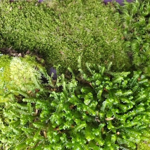 Live Moss Grab Bag Fresh Green Healthy for Terrariums Houseplants Fairy Garden Gifts Succulants Vivarium Mood Sheet 96 Bag Free Shipping image 5