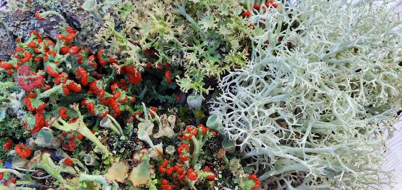 Fresh Lichen Assortment for Terraium Miniature Fairy Garden Macro Photography Live Jewelry 4