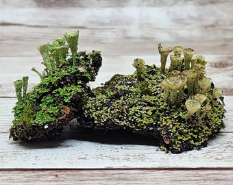 Fresh Pixie Cup (Cladonia Pyxidata) Lichen for Terraium Miniature Fairy Garden Live Jewelry 2oz Cup