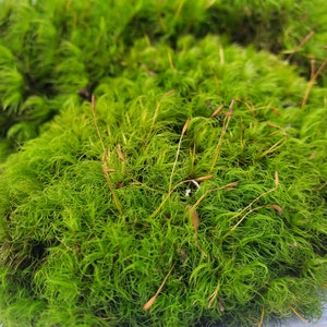 Live Mood Moss Fresh Green Healthy for Terrariums Houseplants Fairy Garden Succulants Vivarium Dicranum Scoparium 9&quot;×6&quot; Bag Free Shipping