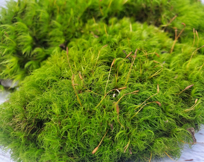 Live Mood Moss Fresh Green Healthy for Terrariums Houseplants Fairy Garden Succulants Vivarium Dicranum Scoparium 9"×6" Bag Free Shipping