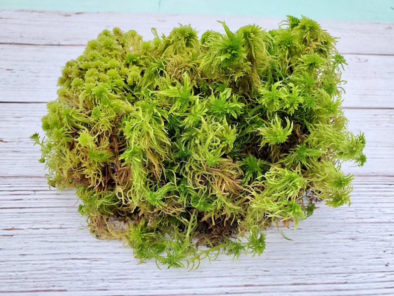 Live Fresh Sphagnum Moss Healthy for Terrariums Orchids Carnivorous House Plants Fairy Garden Vivarium 96 Bag Free Shipping image 2