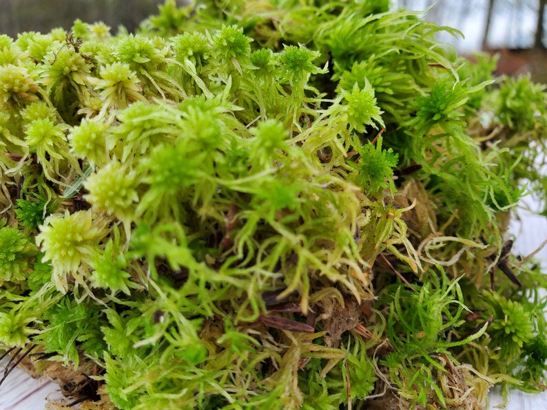 Live Fresh Sphagnum Moss Healthy for Terrariums Orchids Carnivorous House Plants Fairy Garden Vivarium 96 Bag Free Shipping image 3