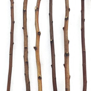 4 ft. Long Hand Cut Birch Poles, Pack of 4, for Woodworking, Macramé, Home Decor, Craft Projects