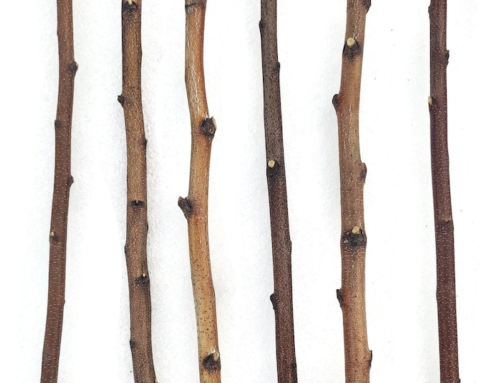 4 ft. Long Hand Cut Birch Poles, Pack of 4, for Woodworking, Macramé, Home Decor, Craft Projects