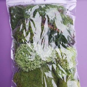 Live Moss Grab Bag Fresh Green Healthy for Terrariums Houseplants Fairy Garden Gifts Succulants Vivarium Mood Sheet 96 Bag Free Shipping image 6