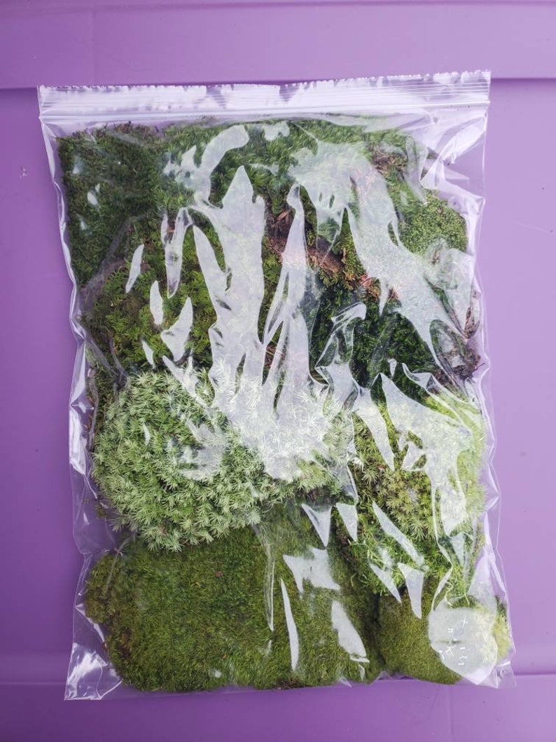 Live Moss Grab Bag Fresh Green Healthy for Terrariums Houseplants Fairy Garden Gifts Succulants Vivarium Mood Sheet 96 Bag Free Shipping image 6