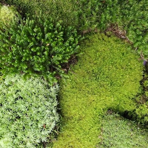 Live Cushion Moss, 40x25x10cm, Terrarium moss, SYBASoil, Bun moss, Pillow  moss, Mood moss