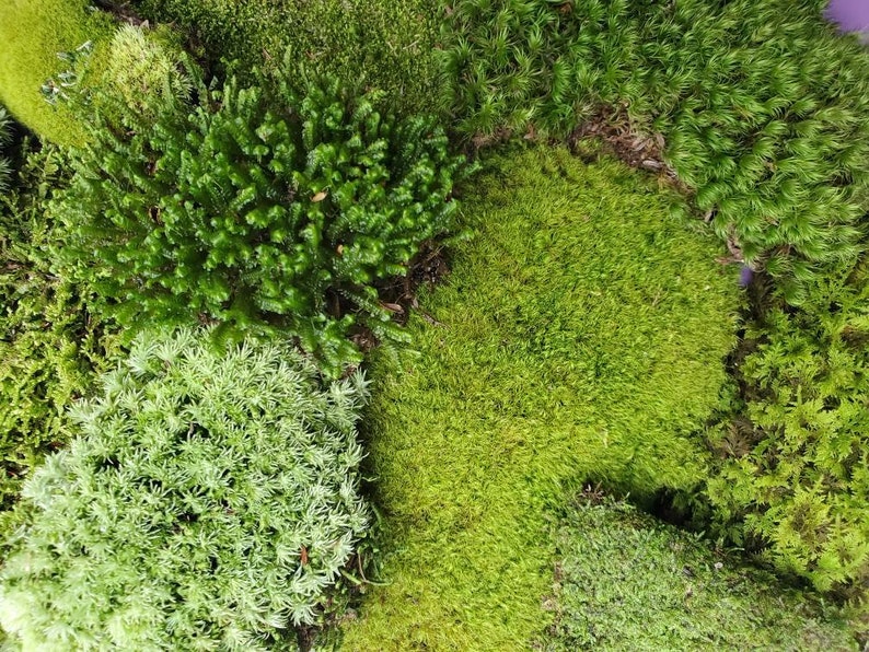 Live Moss Grab Bag Fresh Green Healthy for Terrariums Houseplants Fairy Garden Gifts Succulants Vivarium Mood Sheet 9'×6' Bag Free Shipping 